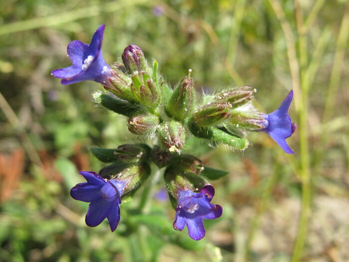 Flore de la Corse