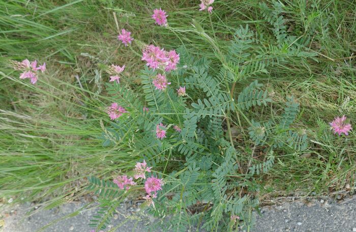 Flore de la Corse