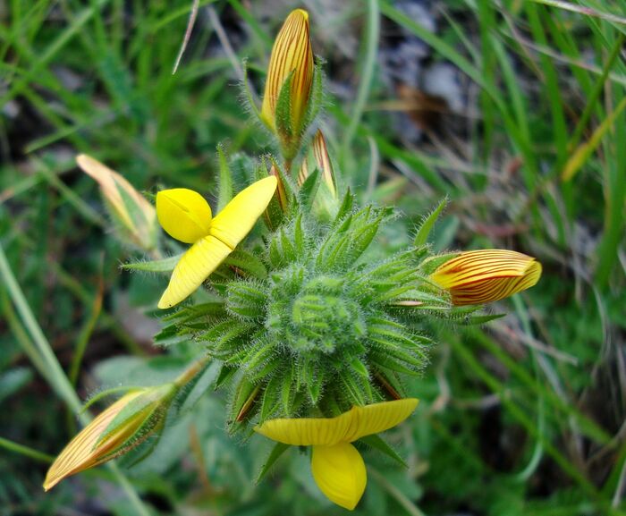 Flore de la Corse