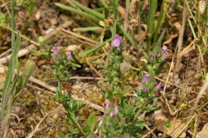 Flore de la Corse