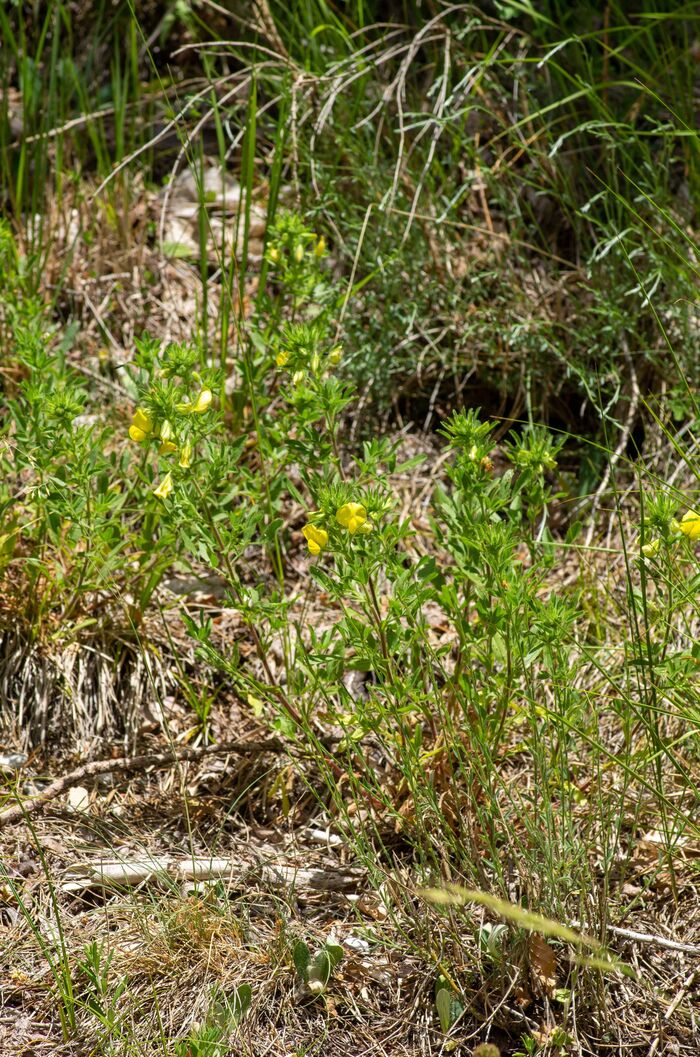 Flore de la Corse