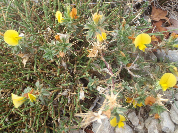 Flore de la Corse