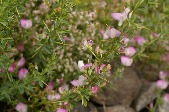 Flore de la Corse