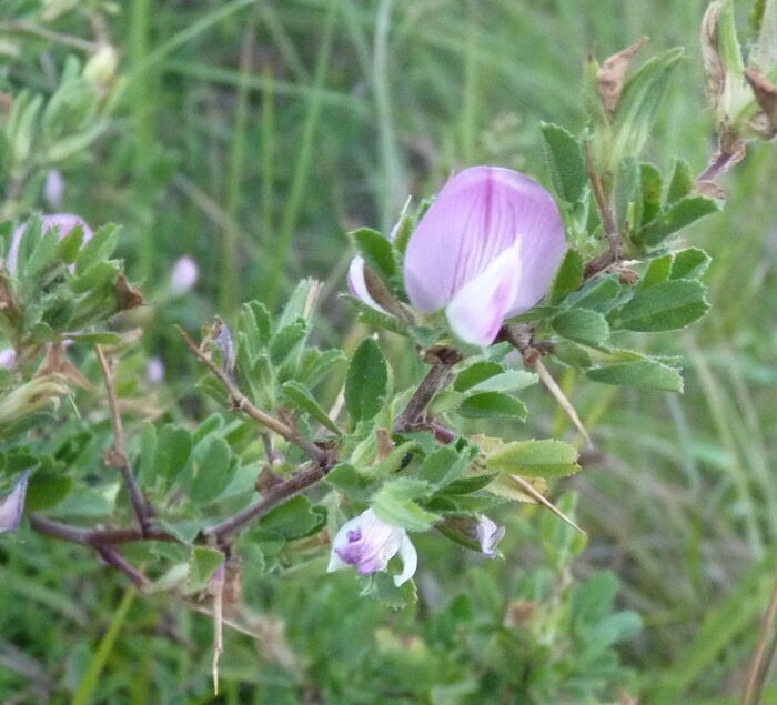 Flore de la Corse