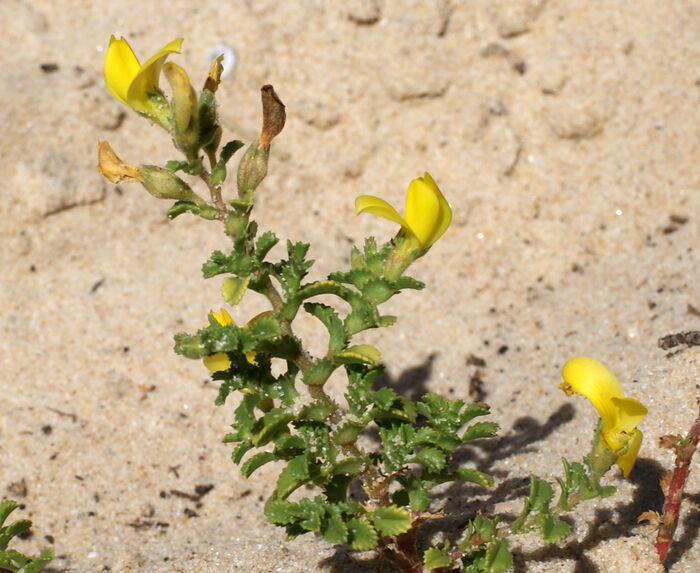 Flore de la Corse