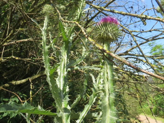 Flore de la Corse