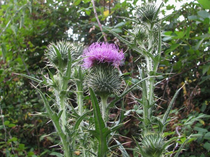 Flore de la Corse