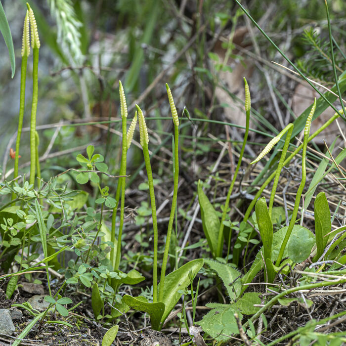 Flore de la Corse