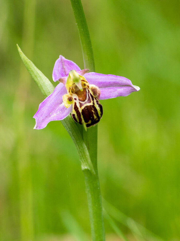 Flore de la Corse