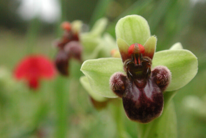 Flore de la Corse