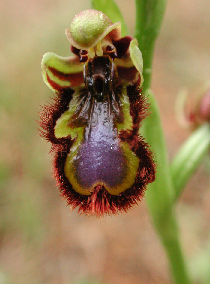 Flore de la Corse