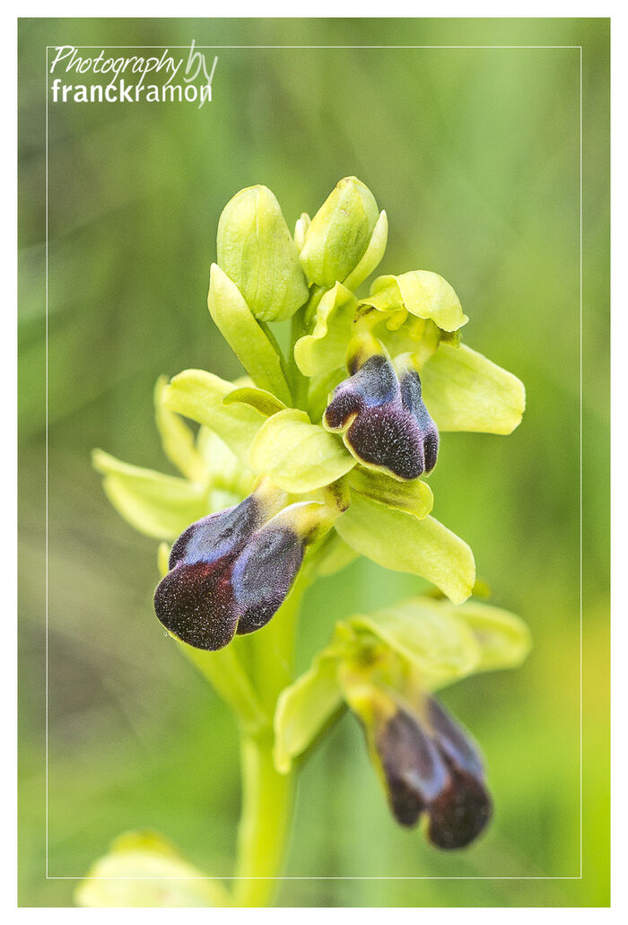 Flore de la Corse