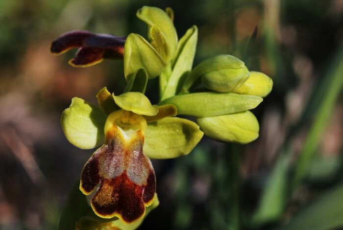 Flore de la Corse