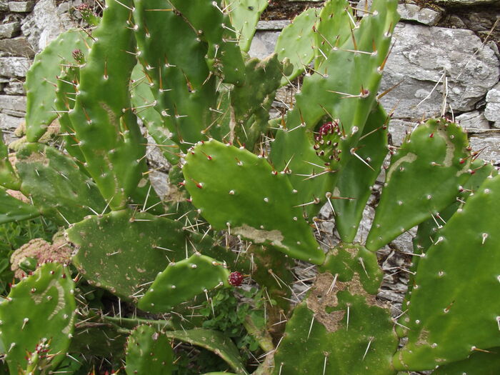 Flore de la Corse