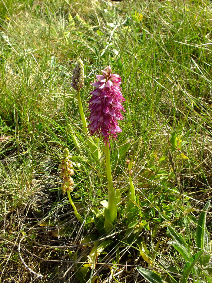 Flore de la Corse