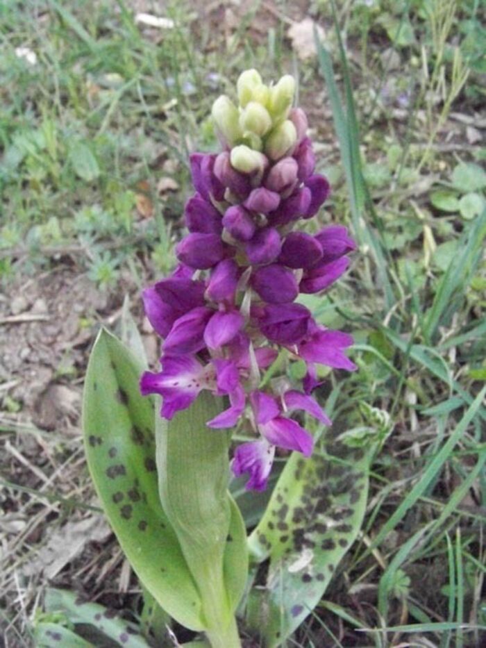 Flore de la Corse