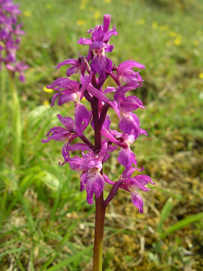 Flore de la Corse