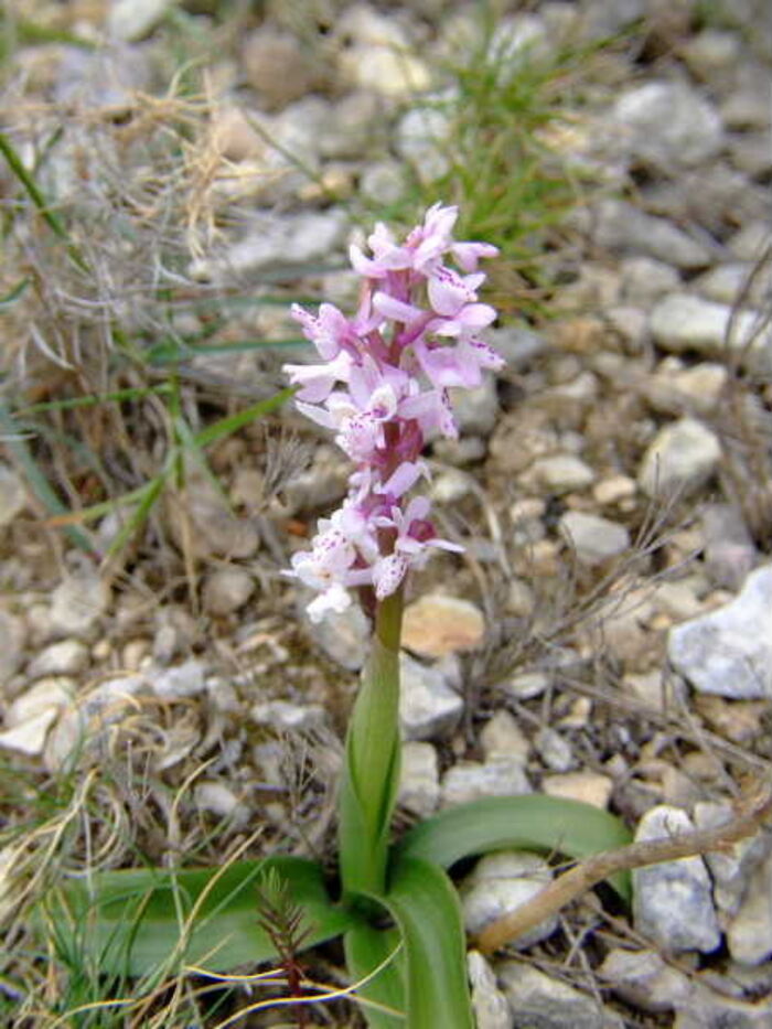 Flore de la Corse