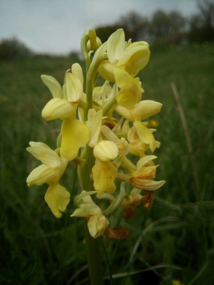 Flore de la Corse