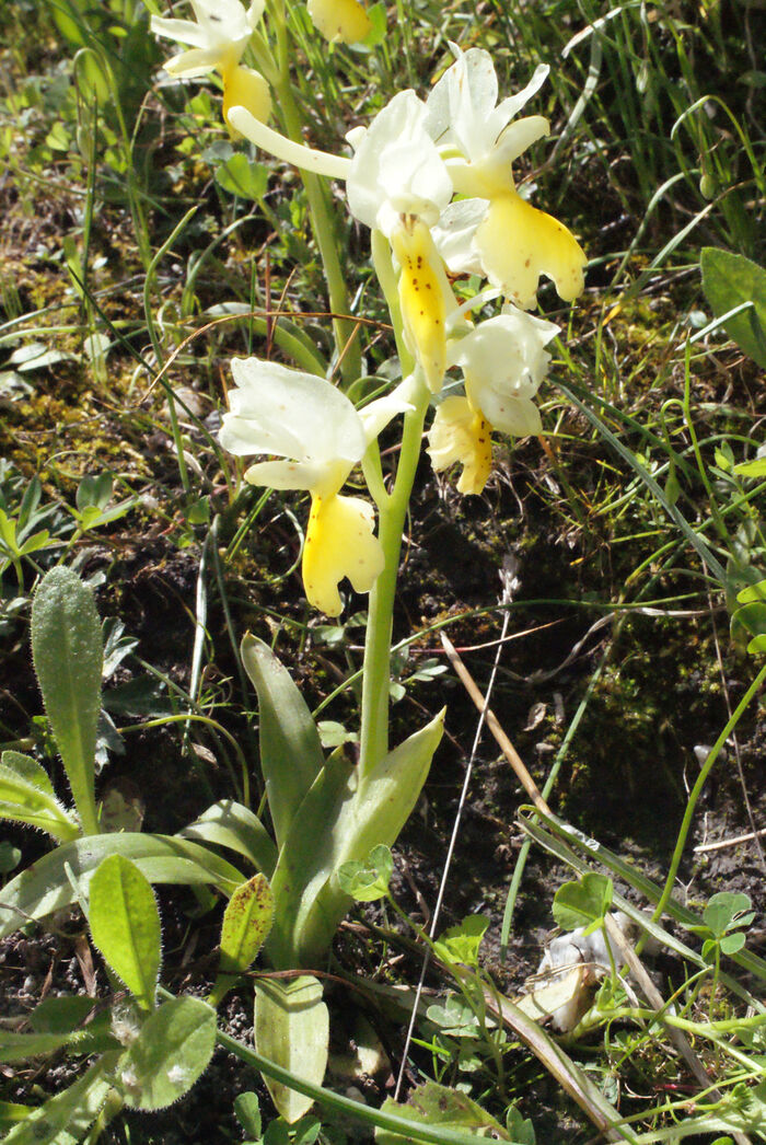 Flore de la Corse