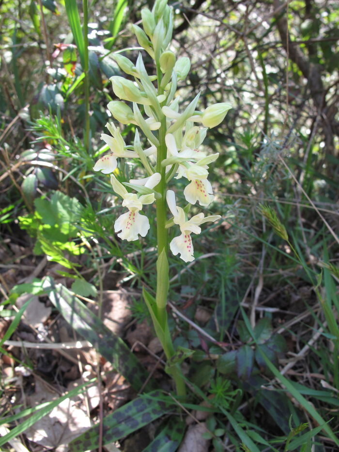 Flore de la Corse