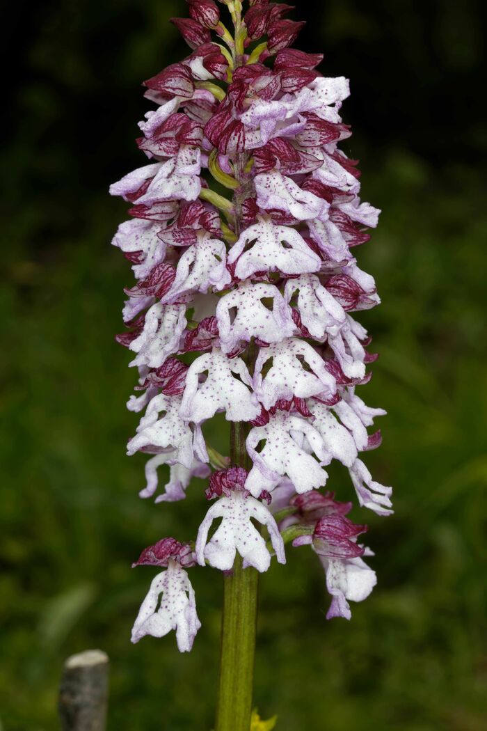 Flore de la Corse