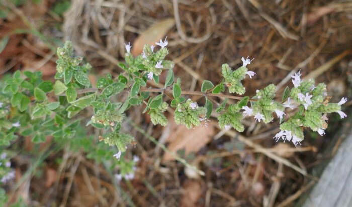 Flore de la Corse