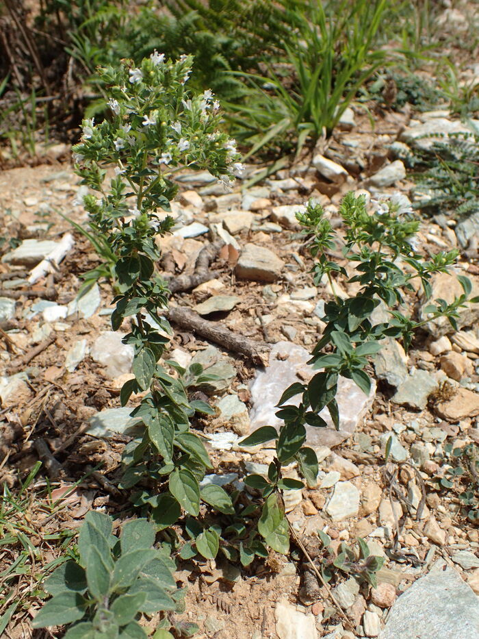 Flore de la Corse