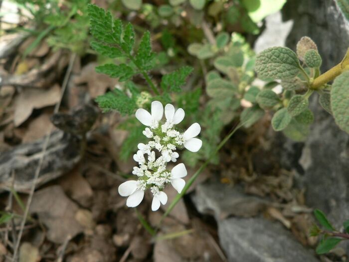 Flore de la Corse