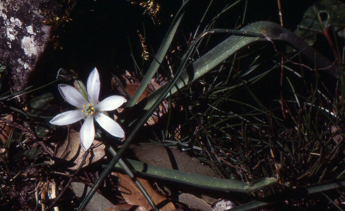 Flore de la Corse