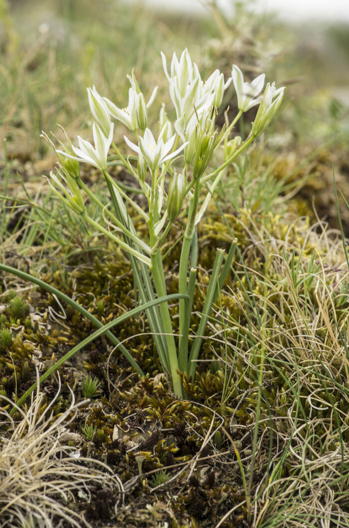 Flore de la Corse