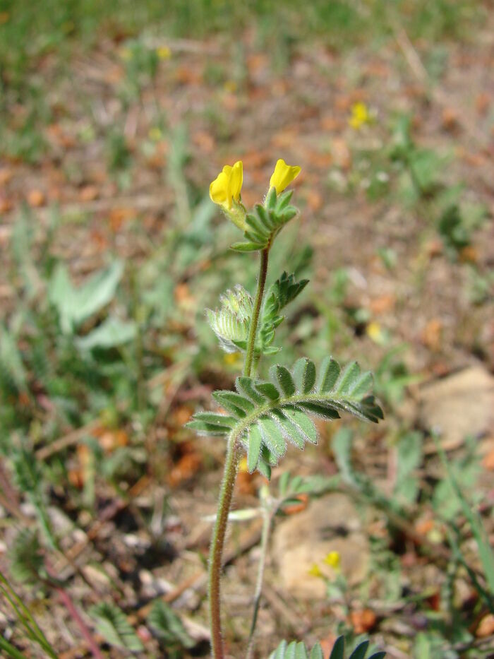 Flore de la Corse