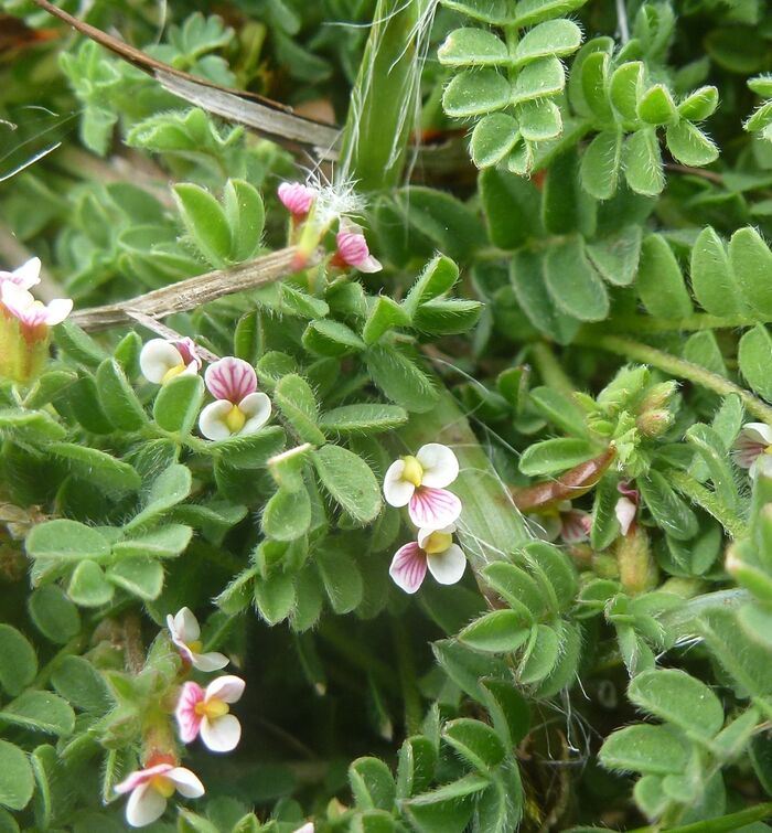 Flore de la Corse