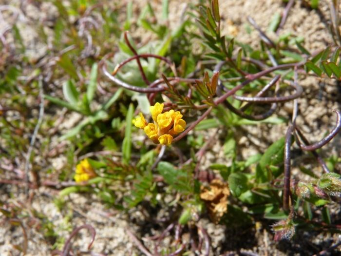 Flore de la Corse