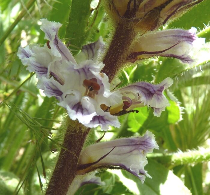 Flore de la Corse