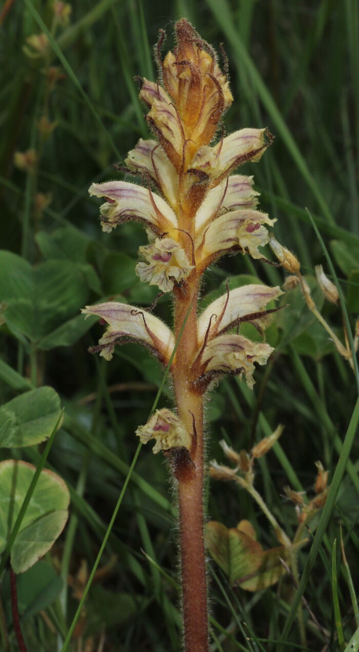 Flore de la Corse