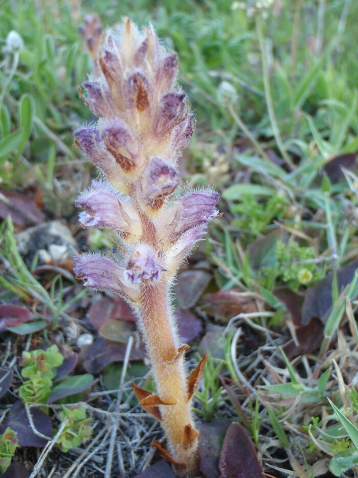 Flore de la Corse