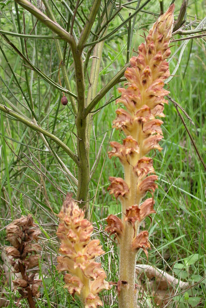 Flore de la Corse