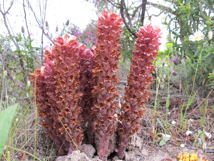 Flore de la Corse