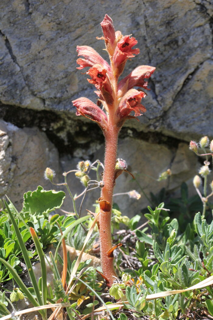 Flore de la Corse