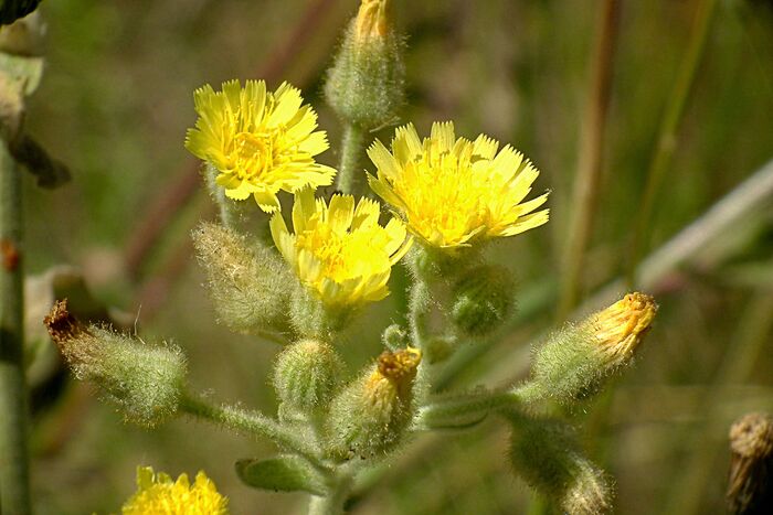 Flore de la Corse