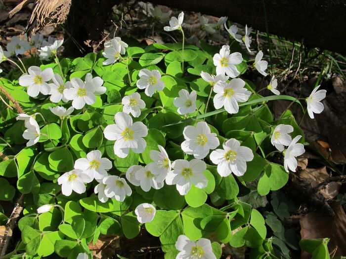 Flore de la Corse