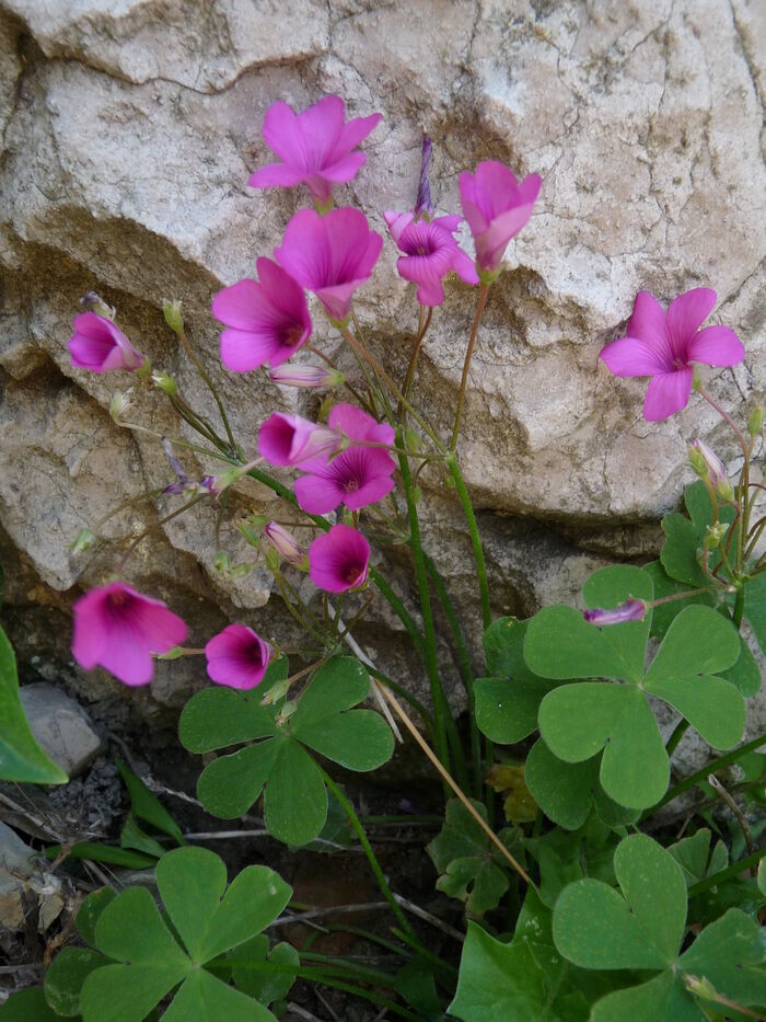 Flore de la Corse