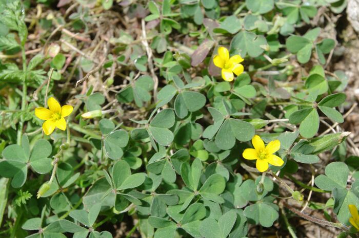 Flore de la Corse