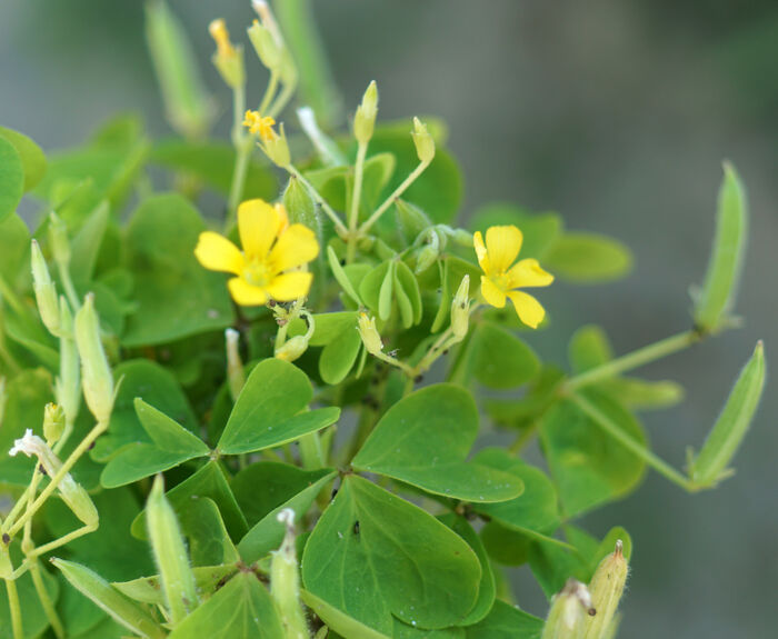 Flore de la Corse