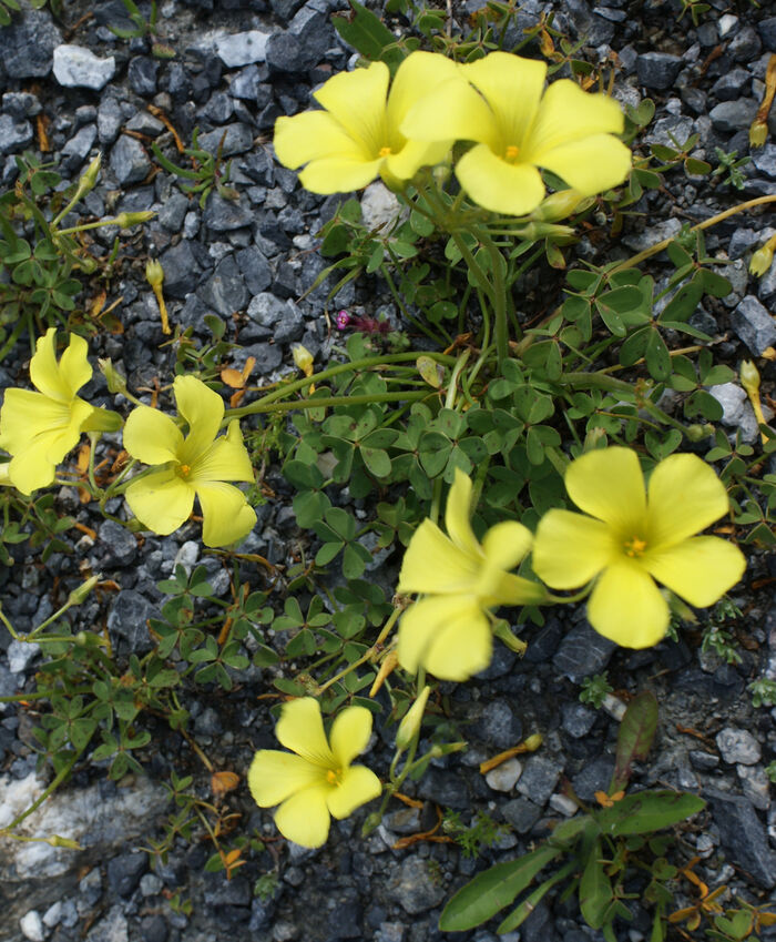 Flore de la Corse