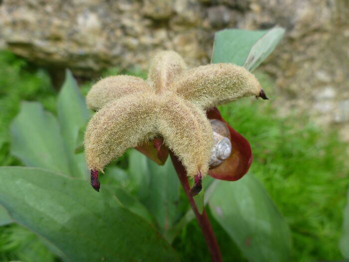 Flore de la Corse