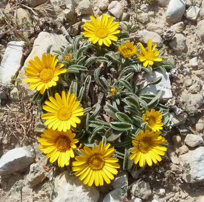 Flore de la Corse