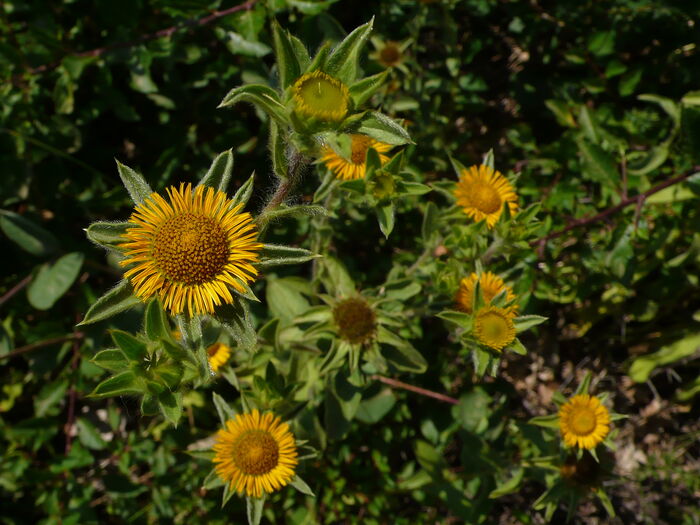 Flore de la Corse