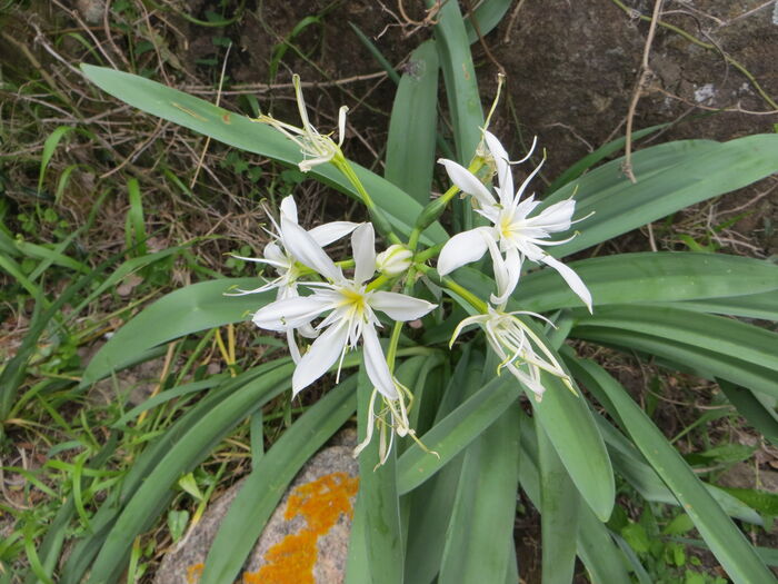 Flore de la Corse